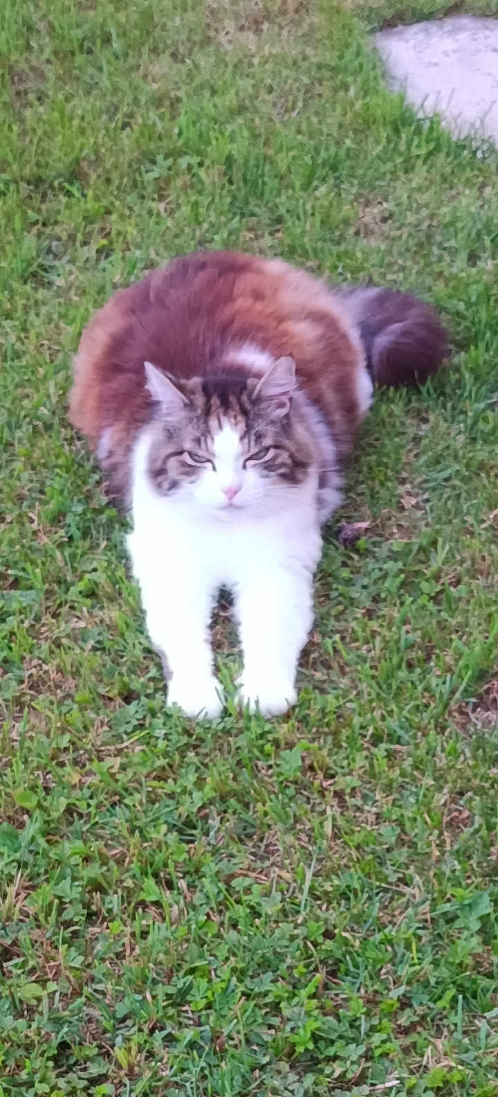 Calinou a rejoint le concours — aidez-le/la à gagner de superbes lots ! cat, fluffy, grass, outdoor, animal, pet, fur, white, brown, black, nature, mammal, relaxed, stretching, daylight, green, cute, feline, resting, wildlife