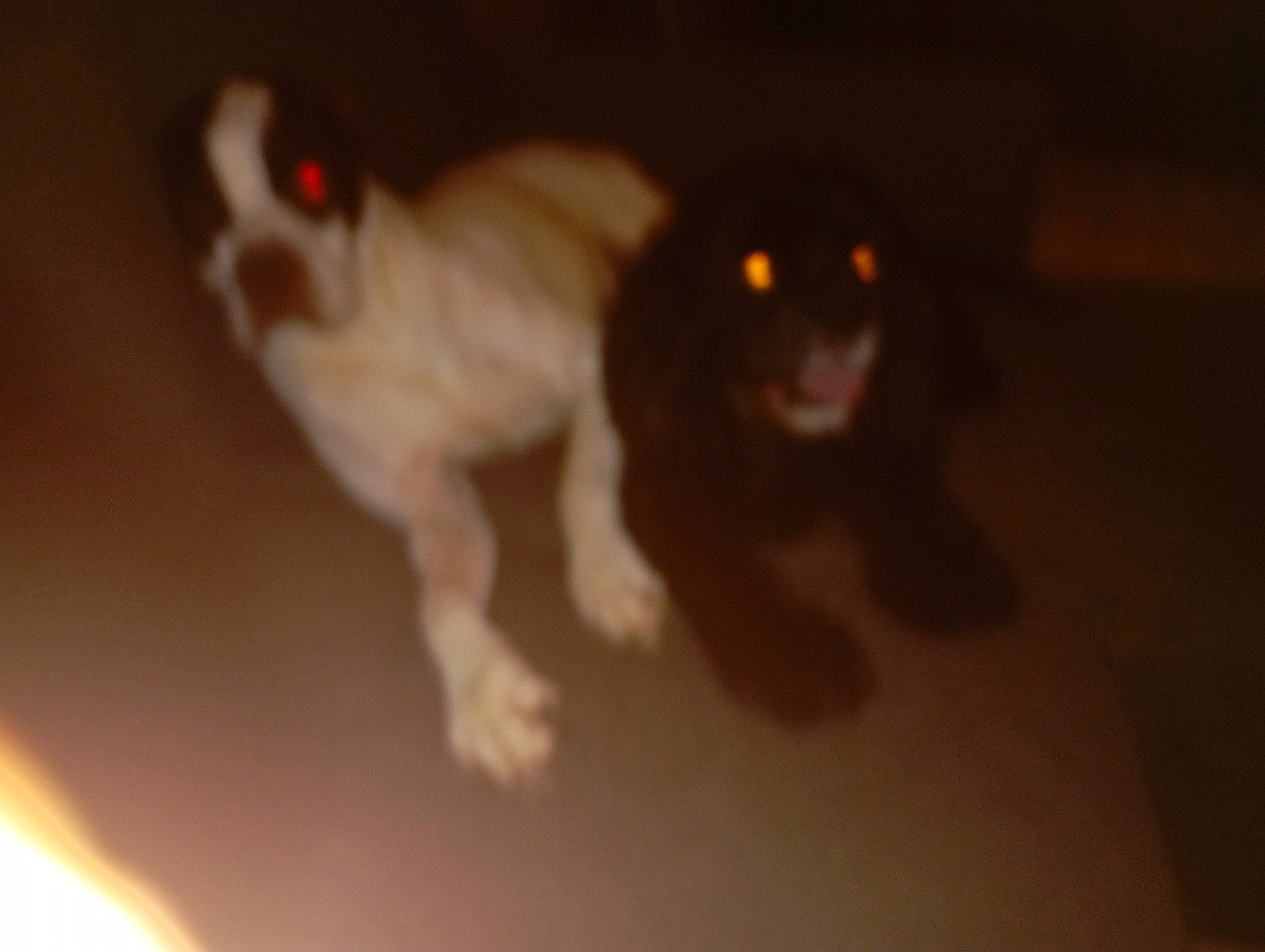 Van Gogh a rejoint le concours — aidez-le/la à gagner de superbes lots ! automotive_lighting, canidae, carnivore, companion_dog, darkness, dog, dog_breed, fawn, fur, gas, macro_photography, midnight, night, paw, primate, snout, sporting_group, tail, terrestrial_animal, working_dog