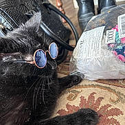 Giffy joined the competition — help win amazing prizes! cat, black_cat, sunglasses, pet, animal, feline, lying_down, fashion, accessories, round_glasses, rug, indoor, home, boots, handbag, clothing_package, plastic_bag, patterned_rug, funny, portrait