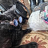 cat, black_cat, sunglasses, pet, animal, feline, lying_down, fashion, accessories, round_glasses, rug, indoor, home, boots, handbag, clothing_package, plastic_bag, patterned_rug, funny, portrait