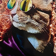 Peewee joined the competition — help win amazing prizes! cat, tabby, sunglasses, pet, animal, portrait, close_up, fur, whiskers, ears, nose, striped_fur, fashion, accessory, reflective_lenses, purple_fabric, indoor, dramatic_lighting, colorful, funny