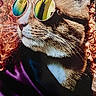 cat, tabby, sunglasses, pet, animal, portrait, close_up, fur, whiskers, ears, nose, striped_fur, fashion, accessory, reflective_lenses, purple_fabric, indoor, dramatic_lighting, colorful, funny