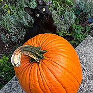 Rose joined the competition — help win amazing prizes! black_cat, cat, pumpkin, orange, garden, outdoor, autumn, fall, flowers, purple_flowers, plants, greenery, stone, ledge, whiskers, ears, eyes, animal_portrait, seasonal, nature