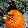 black_cat, cat, pumpkin, orange, garden, outdoor, autumn, fall, flowers, purple_flowers, plants, greenery, stone, ledge, whiskers, ears, eyes, animal_portrait, seasonal, nature