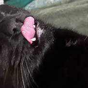 Tina is registered to the contest to win money with this photo: cat, black_cat, feline, pet, animal, close_up, upside_down, tongue, golden_eyes, whiskers, fur, black_fur, face, eyes, nose, mouth, pink_tongue, indoor, blanket, funny