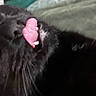 cat, black_cat, feline, pet, animal, close_up, upside_down, tongue, golden_eyes, whiskers, fur, black_fur, face, eyes, nose, mouth, pink_tongue, indoor, blanket, funny