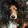 Tina is registered to the contest to win money with this photo: dog, brown_and_white, long_hair, fluffy, scruffy, portrait, close_up, looking_at_camera, indoors, pet, canine, black_hair, funny, costume, wig, nose, eyes, whiskers, blanket, cozy