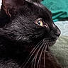 Tina joined the competition — help win amazing prizes! black_cat, cat, feline, close_up, profile, golden_eye, eye, whiskers, fur, black_fur, animal, pet, portrait, indoors, bedding, fabric, cozy, dramatic_lighting, side_view, mammal