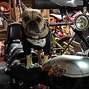 Dax is registered to the contest to win money with this photo: bandana, black_clothing, canine, chrome, collar, dog, french_bulldog, funny, garage, headlight, indoor, motorbike, motorcycle, pet, portrait, sitting, standing, tools, vehicle, workshop