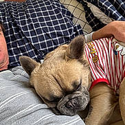 Taco joined the competition — help win amazing prizes! bed, blanket, close_up, comfort, cozy, dog, ears, french_bulldog, fur, human, indoor, napping, person, pet, pillow, resting, shirt, sleeping, snuggling, striped