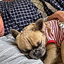 bed, blanket, close_up, comfort, cozy, dog, ears, french_bulldog, fur, human, indoor, napping, person, pet, pillow, resting, shirt, sleeping, snuggling, striped