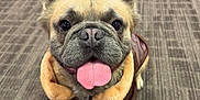 Taco joined the competition — help win amazing prizes! adorable, animal, brown_jacket, carpet, closeup, companion, cute, dog, ears, french_bulldog, friendly, front_paws, fur, indoor, looking_at_camera, pet, portrait, sitting, small_dog, tongue_out