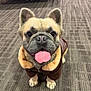adorable, animal, brown_jacket, carpet, closeup, companion, cute, dog, ears, french_bulldog, friendly, front_paws, fur, indoor, looking_at_camera, pet, portrait, sitting, small_dog, tongue_out