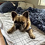 Taco is registered to the contest to win money with this photo: animal, bed, blanket, checkered, cozy, curious, cute, dog, ears, face, french_bulldog, fur, indoor, light, looking, pet, pillow, resting, window, wooden_floor
