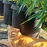 animal, cat, daylight, domestic_cat, feline, garden, green_leaves, leafy, nature, orange_tabby, outdoor, pet, plant, plant_pots, relaxed, resting, summer, sunlight, sunshine, wooden_deck