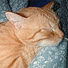 animal, blanket, cat, close_up, cozy, cute, domestic_cat, feline, fur, indoor, mammal, orange_cat, patterned_blanket, peaceful, pet, relaxed, resting, sleeping, soft, whiskers