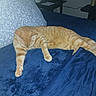 Taz is registered to the contest to win money with this photo: cat, orange_tabby, sleeping, bed, blue_bedspread, pillow, floral_pattern, indoor, pet, feline, resting, cozy, domestic_animal, striped, whiskers, fur, relaxation, home, animal, cute