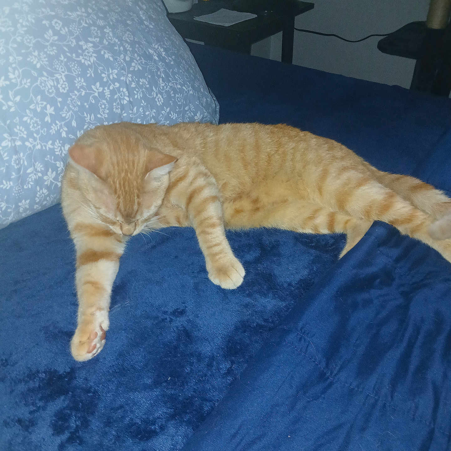 Taz