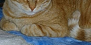 Taz is registered to the contest to win money with this photo: animal, blanket, blue, cat, closeup, cozy, cute, domestic_cat, feline, fur, indoor, orange_tabby, paws, pet, relaxed, resting, sleepy, tail, whiskers, white