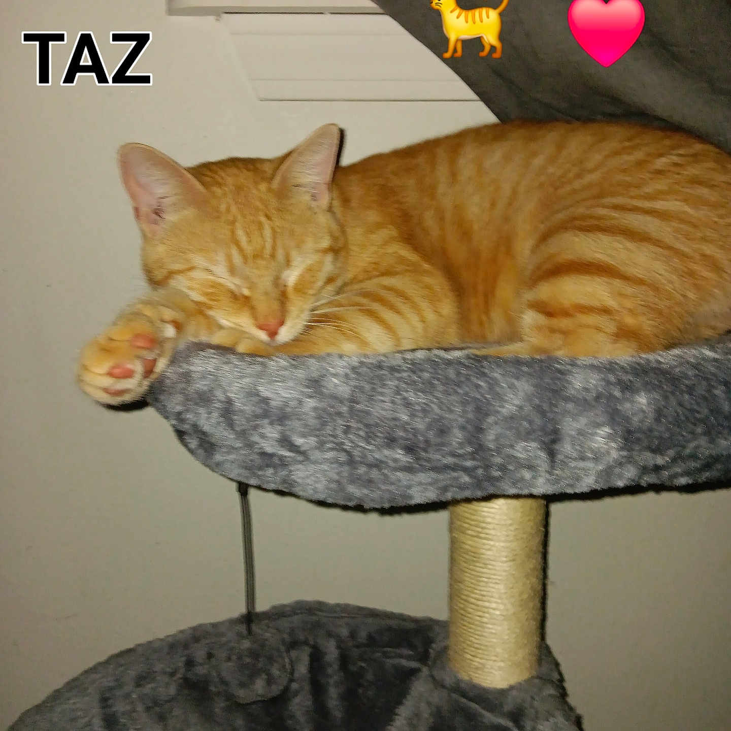 Taz