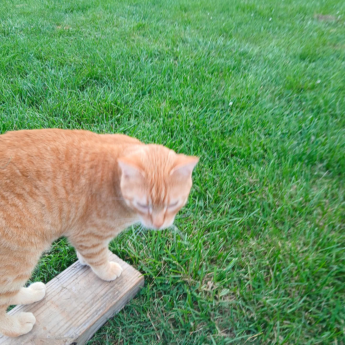 Taz