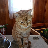 Taz joined the competition — help win amazing prizes! cat, contemplative, curtain, domestic_animal, feline, fur, ginger_cat, home, indoor, metal_bowl, natural_light, pet, quiet, sitting, tabby, table, tail, whiskers, window, wood_paneling