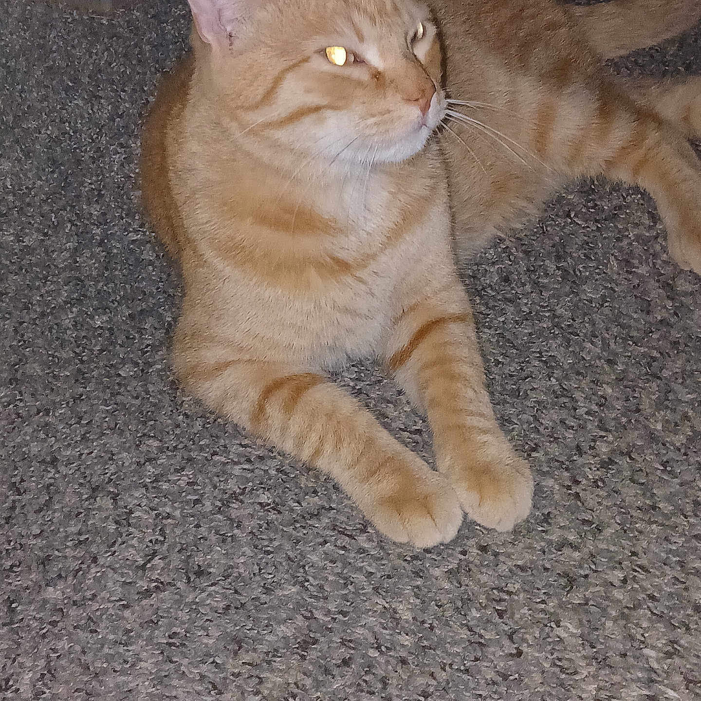 Taz