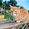 Taz is registered to the contest to win money with this photo: animal, background, cat, closeup, curious, daylight, feline, fur, garden, ginger_cat, greenery, nature, outdoor, perched, pet, sky, trees, whiskers, wood, wooden_fence