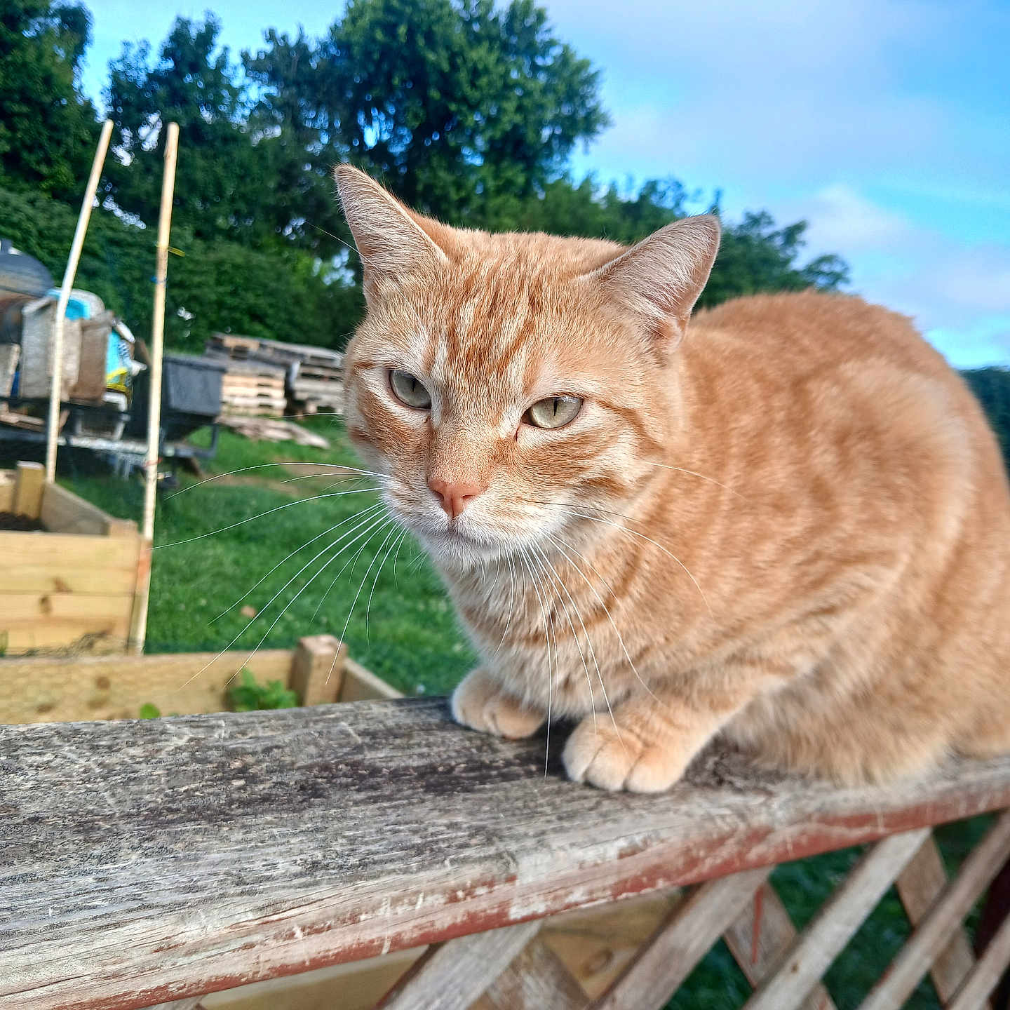 Taz