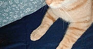 Taz is registered to the contest to win money with this photo: animal, bedding, cat, closeup, curious, cute, domestic_animal, ears, feline, floral_pattern, fur, indoor, mammal, orange_tabby, paws, pet, pillow, quilt, resting, whiskers