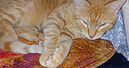 Taz joined the competition — help win amazing prizes! cat, orange_tabby, pet, sleeping, blanket, fabric, floral_pattern, cozy, indoor, resting, fur, whiskers, paw, domestic_cat, cute, animal, mammal, bed, comfort, relax