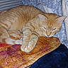 animal, bed, blanket, cat, comfort, cozy, cute, domestic_cat, fabric, floral_pattern, fur, indoor, mammal, orange_tabby, paw, pet, relax, resting, sleeping, whiskers