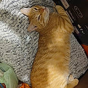 Taz is registered to the contest to win money with this photo: animal, blanket, cardboard_box, cat, cozy, ears, eyes, feline, fluffy_blanket, fur, indoor, lying_down, nose, orange_cat, pet, relaxed, shopping_bag, striped_fur, tabby, whiskers