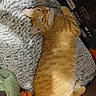 animal, blanket, cardboard_box, cat, cozy, ears, eyes, feline, fluffy_blanket, fur, indoor, lying_down, nose, orange_cat, pet, relaxed, shopping_bag, striped_fur, tabby, whiskers