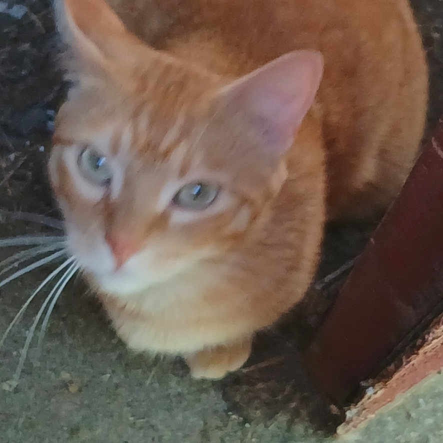 Taz