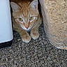 cat, orange_tabby, carpet, appliance, indoor, feline, curious, resting, peeking, green_eyes, paw, close_up, cozy, paused_overlay, text_overlay, video_screenshot, home, pet, animal, corner