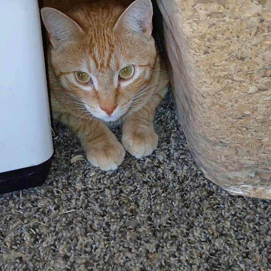 Taz