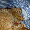 animal, blanket, cat, closeup, comfort, cozy, cute, feline, floral_pattern, fur, home, indoor, orange_tabby, paw, pet, relaxation, resting, sleeping, soft, texture
