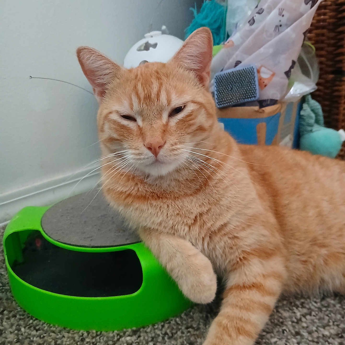Taz