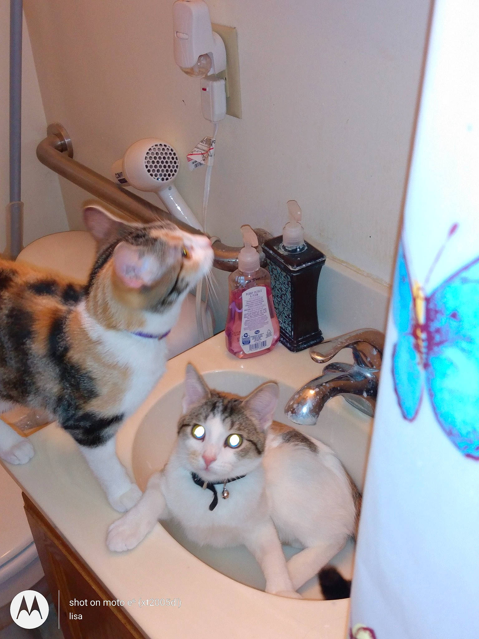 Brooklyn is registered to the contest to win money with this photo: arthropod, butterfly, carnivore, cat, chair, comfort, domestic_short_haired_cat, fawn, felidae, fur, insect, lamp, pollinator, room, small_to_medium_sized_cats, table, tableware, tail, whiskers, wood