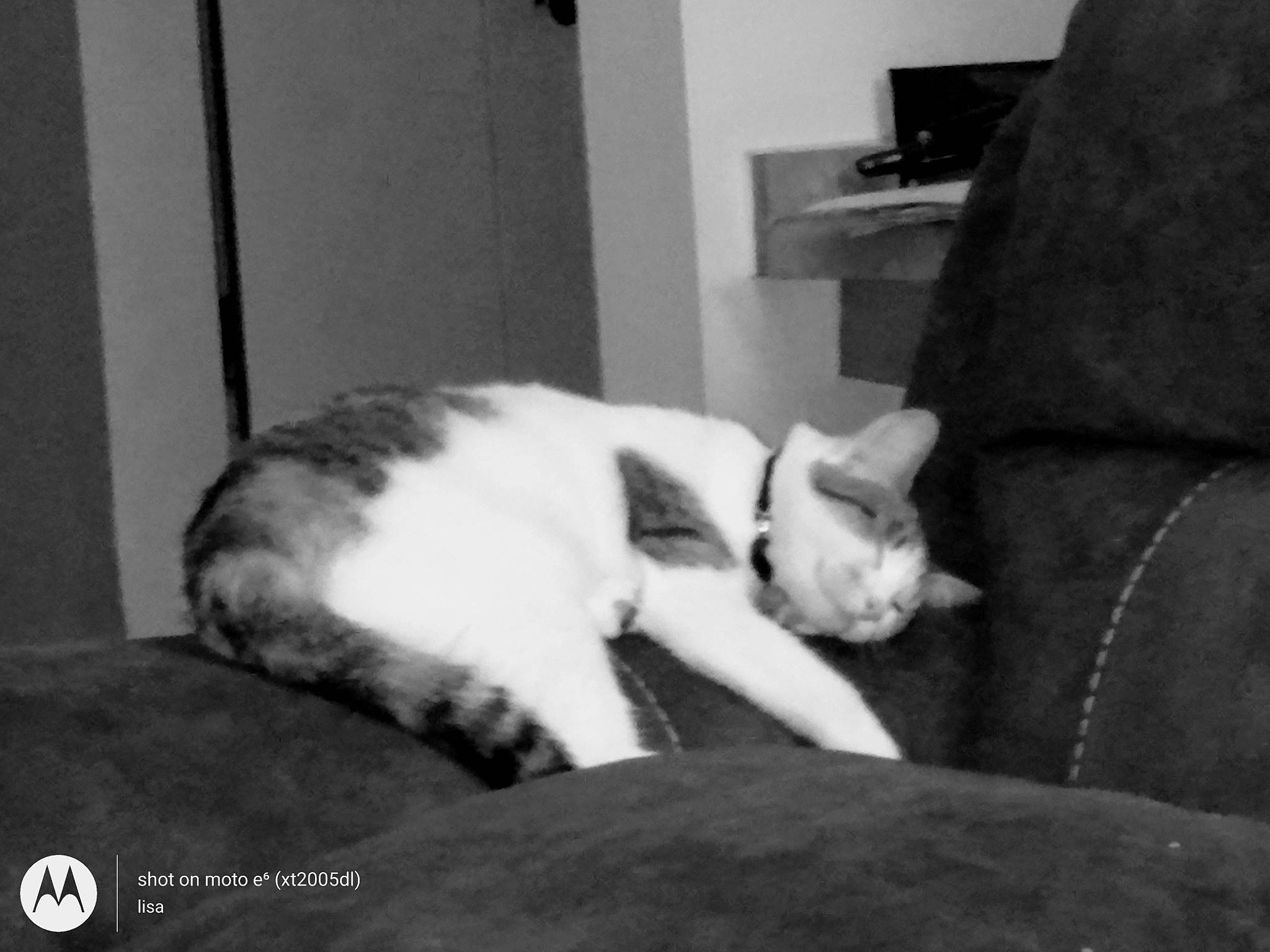 Brooklyn joined the competition — help win amazing prizes! black_and_white, canidae, carnivore, cat, comfort, domestic_short_haired_cat, felidae, fur, human_leg, monochrome, monochrome_photography, nap, paw, room, sleep, small_to_medium_sized_cats, snout, tail, whiskers