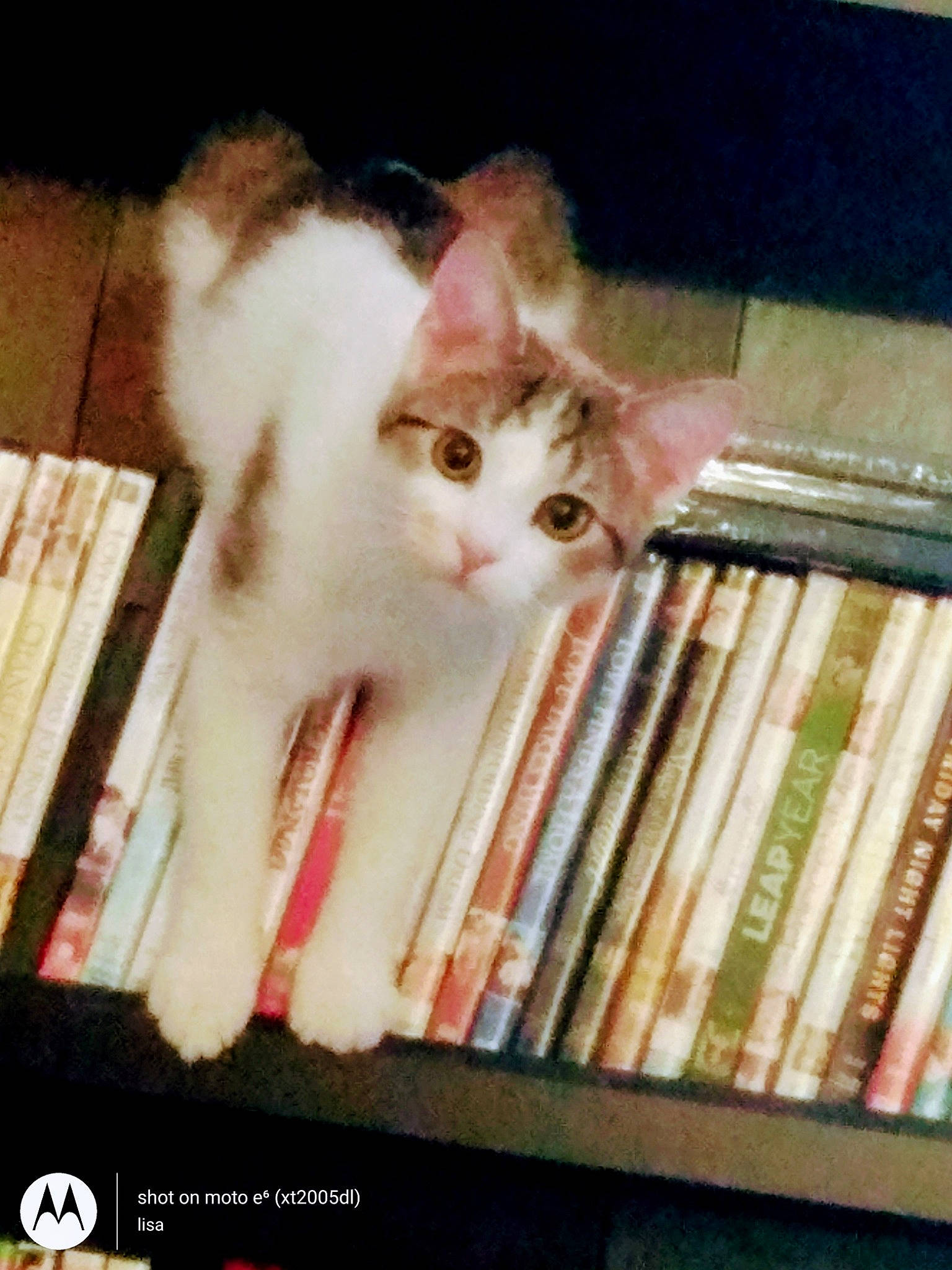 Brooklyn joined the competition — help win amazing prizes! book, book_cover, bookcase, carnivore, cat, domestic_short_haired_cat, fawn, felidae, fur, hardwood, paw, photo_caption, publication, shelf, shelving, small_to_medium_sized_cats, tail, whiskers, window, wood