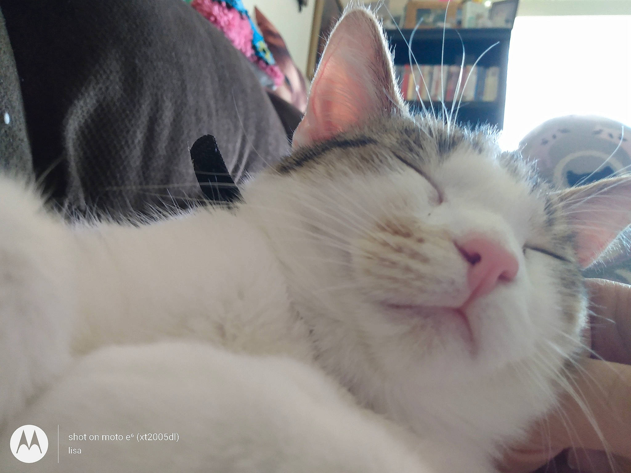 Brooklyn joined the competition — help win amazing prizes! carnivore, cat, comfort, domestic_short_haired_cat, eye, felidae, fur, nap, paw, small_to_medium_sized_cats, snout, whiskers