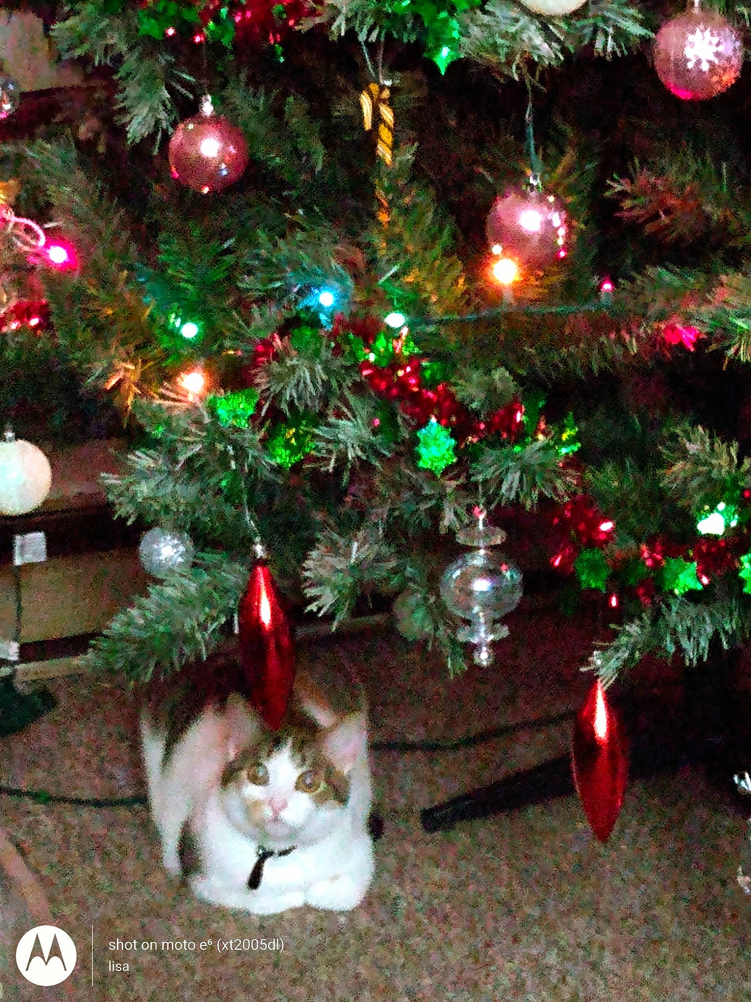 Brooklyn is registered to the contest to win money with this photo: carnivore, cat, christmas, christmas_decoration, christmas_eve, christmas_ornament, christmas_tree, conifer, decoration, event, evergreen, felidae, green, holiday, holiday_ornament, light, ornament, small_to_medium_sized_cats, tree, woody_plant