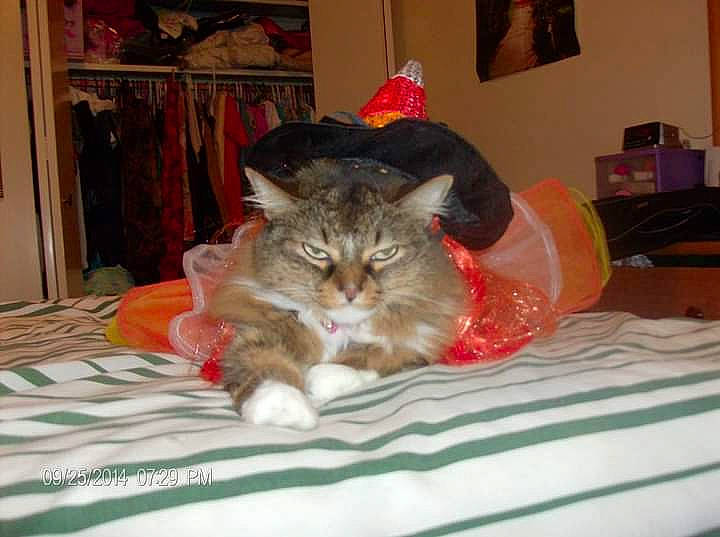 Candace joined the competition — help win amazing prizes! bed, bed_sheet, bedding, carnivore, cat, comfort, couch, domestic_short_haired_cat, fawn, felidae, fur, linens, nap, picture_frame, sitting, sleep, small_to_medium_sized_cats, tail, textile, whiskers