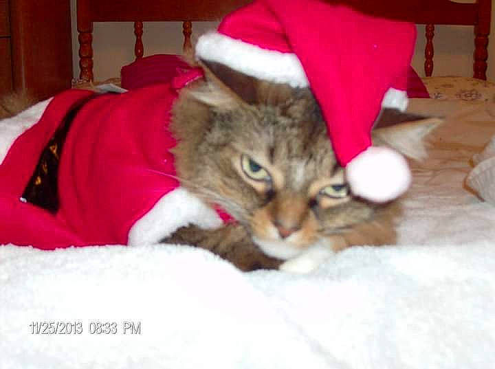 Candace joined the competition — help win amazing prizes! bed, bedding, carnivore, cat, comfort, domestic_short_haired_cat, event, fawn, felidae, fur, hat, holiday, lap, linens, paw, room, small_to_medium_sized_cats, tail, tree, whiskers