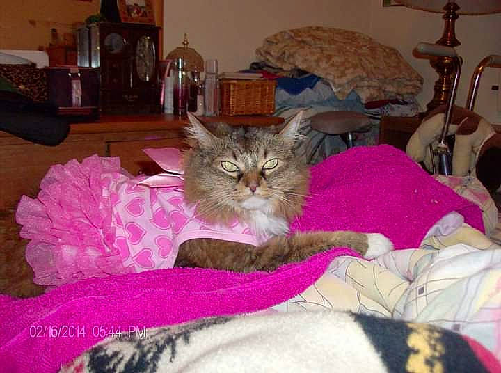 Candace joined the competition — help win amazing prizes! bedding, cabinetry, carnivore, cat, comfort, couch, felidae, fur, furniture, lamp, lap, linens, living_room, luggage_and_bags, magenta, pink, room, small_to_medium_sized_cats, textile, whiskers