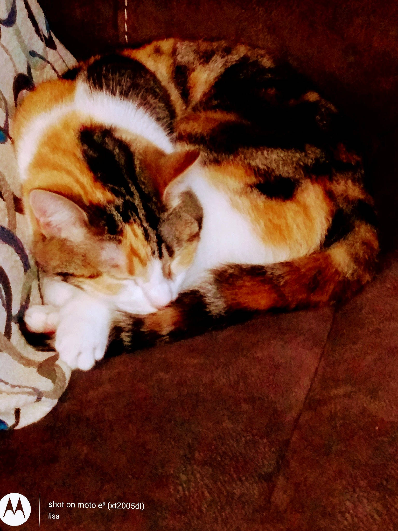 Chole is registered to the contest to win money with this photo: brown, carnivore, cat, comfort, domestic_short_haired_cat, fawn, felidae, flooring, fur, grass, nap, paw, sleep, small_to_medium_sized_cats, snout, tail, terrestrial_animal, whiskers, wood