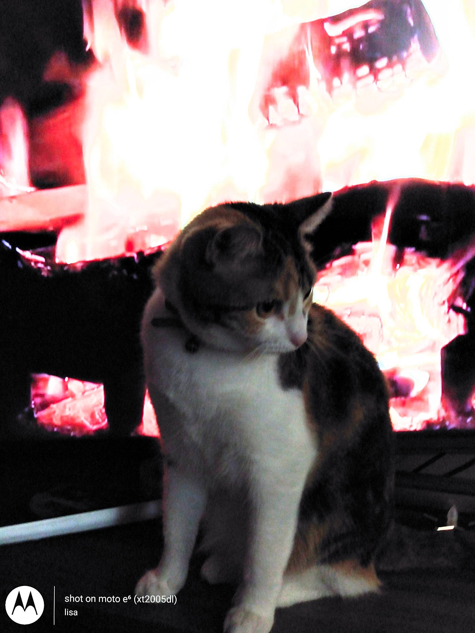 Chole joined the competition — help win amazing prizes! automotive_lighting, carmine, carnivore, cat, darkness, domestic_short_haired_cat, event, felidae, fur, magenta, monochrome_photography, paw, plant, room, sitting, small_to_medium_sized_cats, tail, tree, whiskers, window