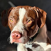 Aaryan a rejoint le concours — aidez-le/la à gagner de superbes lots ! dog, pet, canine, portrait, close_up, brown_and_white, stare, whiskers, nose, collar, tag, sunlight, shadow, shallow_depth_of_field, indoor, couch, ears, eyes, fur, golden_eyes